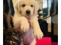 for-sale-purebred-golden-retriever-puppy-small-0