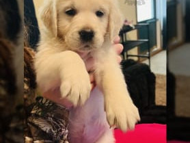for-sale-purebred-golden-retriever-puppy