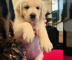 for-sale-purebred-golden-retriever-puppy-big-0